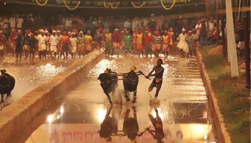 Bengaluru Kambala Festival roads to avoid during festival new update from bengaluru government ans