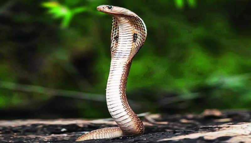 odisha man arrested after killing wife and 2 year old daughter intentionally using snakes ans