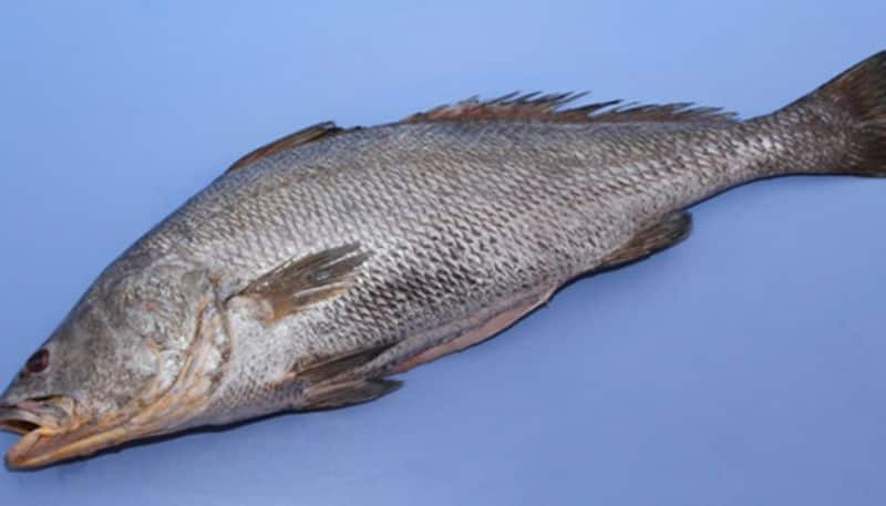 not only used in food but also in pharmaceuticals and beer and wine Ghol fish was declared the state fish of Gujarat etj