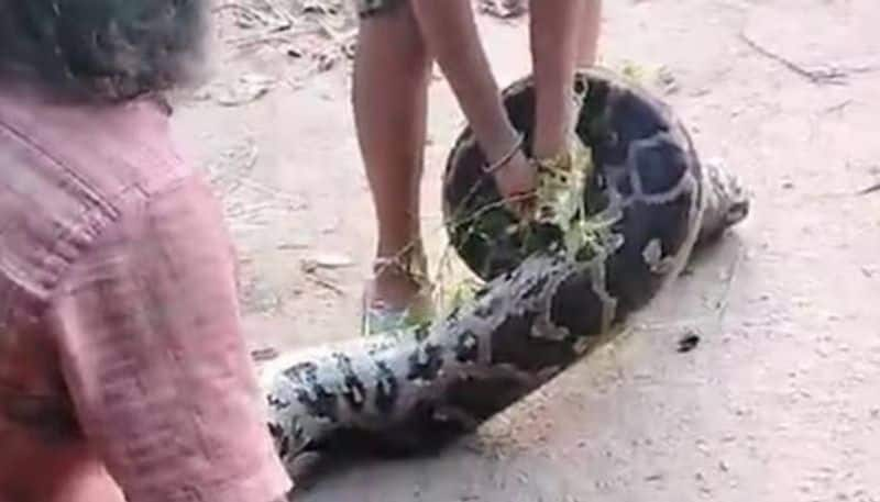 father and son rescuing python rlp