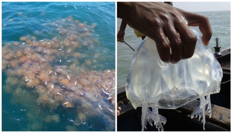 Jelly fish has huge potential for exports as its demand increase in international market afe