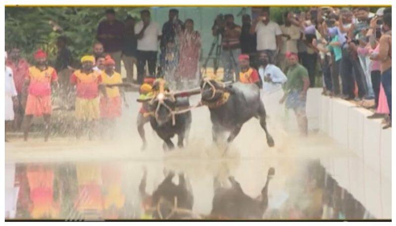 bengaluru kambala for two days in palace grounds nbn