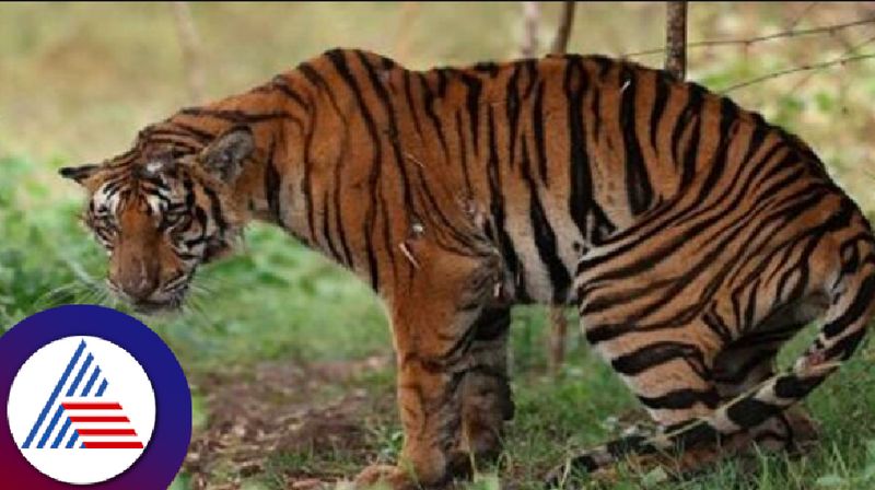 Woman dies after of tiger attack in Bandipur Nagarhole National Park side villages mysuru rav