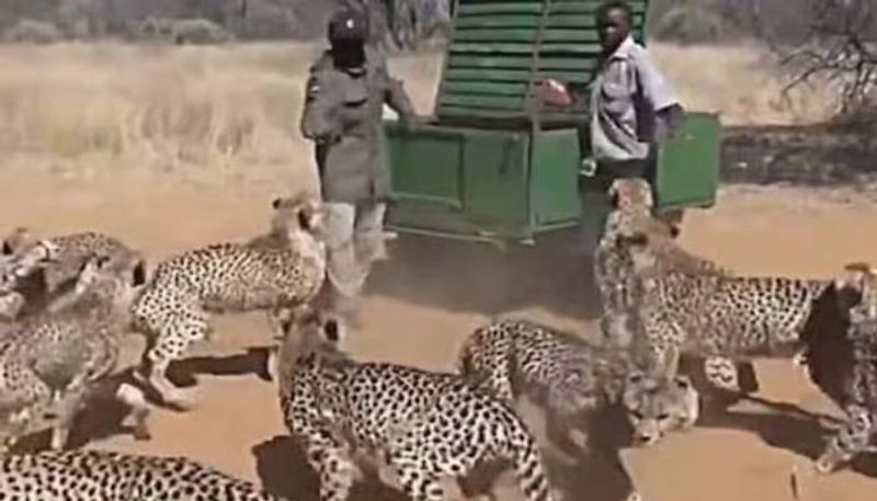 men feeding cheetahs viral video rlp