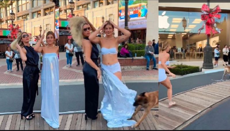 A clever Dog dragged models clothes when she was posing to camera video goes viral akb