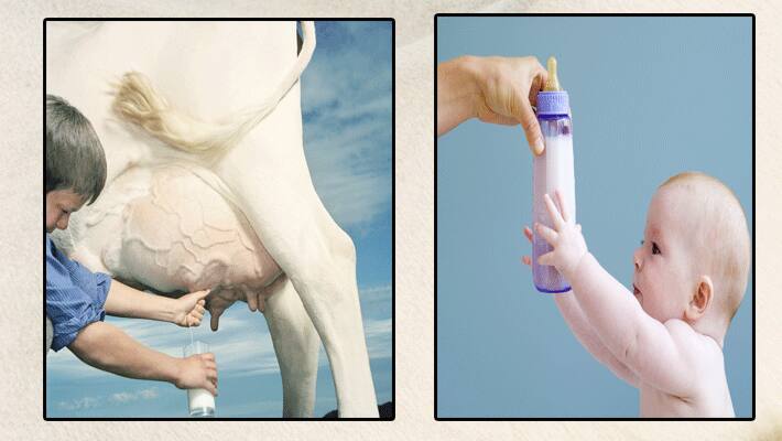 cow milk
