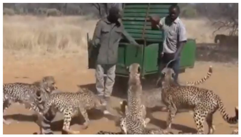 Video of forester feeding 20 cheetahs goes viral bkg