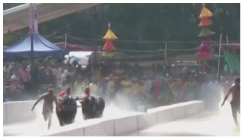 Kambala in palace grounds of bengaluru nbn