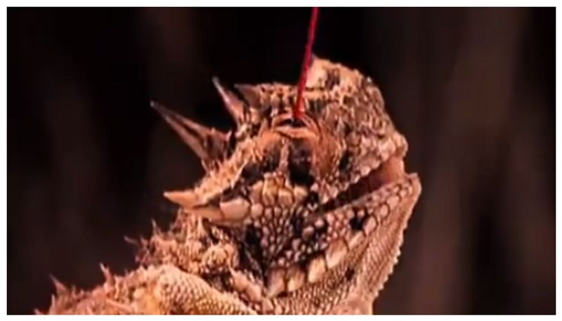 video of a regal horned lizard spewing blood from its eyes at its enemy has gone viral bkg 