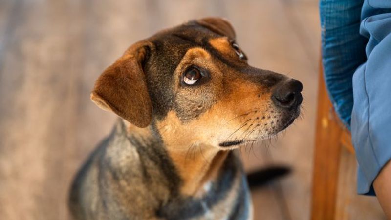 The stray dog that killed the biker pays him a visit at home. What Follows Is This-rag