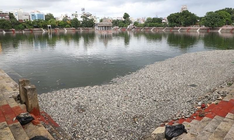 Dead fish floating in Mylapore Kapaleeswarar temple pond sgb