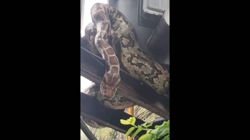 large size of python rescued from transformer in kerala vel