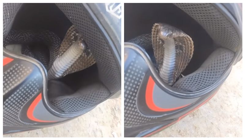 Video of snake inside helmet goes viral bkg 