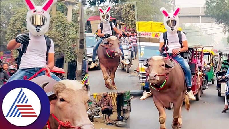 Man Came Road With A Buffalo After Petrol Became Expensive  roo