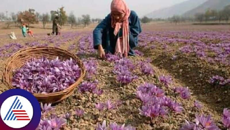 Kesar is the most expensive plant, also known as Red Gold, that can turn you into a millionaire Vin