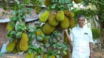 kerala farmer thomas kattakayam earn 4 lacs per acre by growing jackfruit zkamn