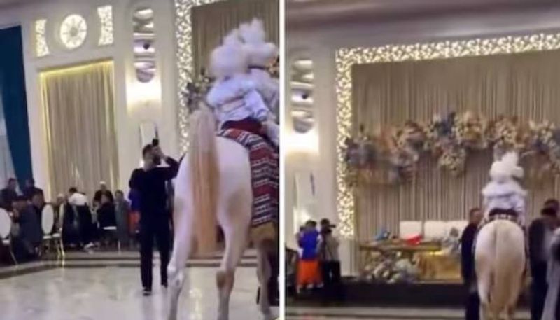 horse defecating in wedding hall rlp