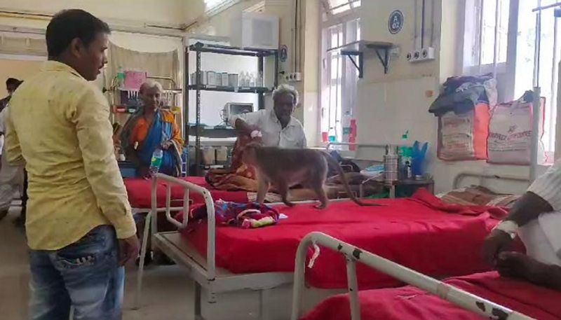 Patients in Anxiety For Monkey at District Hospital in Chitradurga grg 