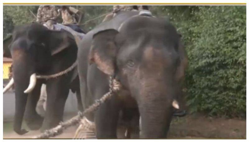 elephant captured in hassan