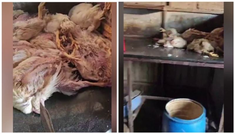 attempt to sell dead chicken Thiruvananthapuram stopped  intervention of locals sts