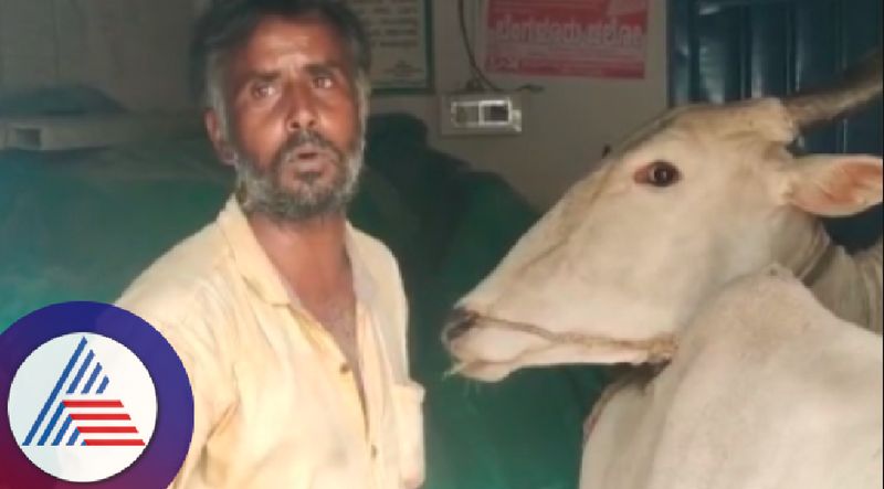 A farmer protested by tying a cow at the Gram Panchayat office at tumakuru rav