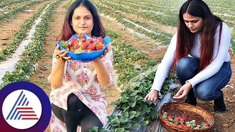 Meet Gurleen Chawla law graduate who grows strawberry on barren land now earns rs 30000 every day anu