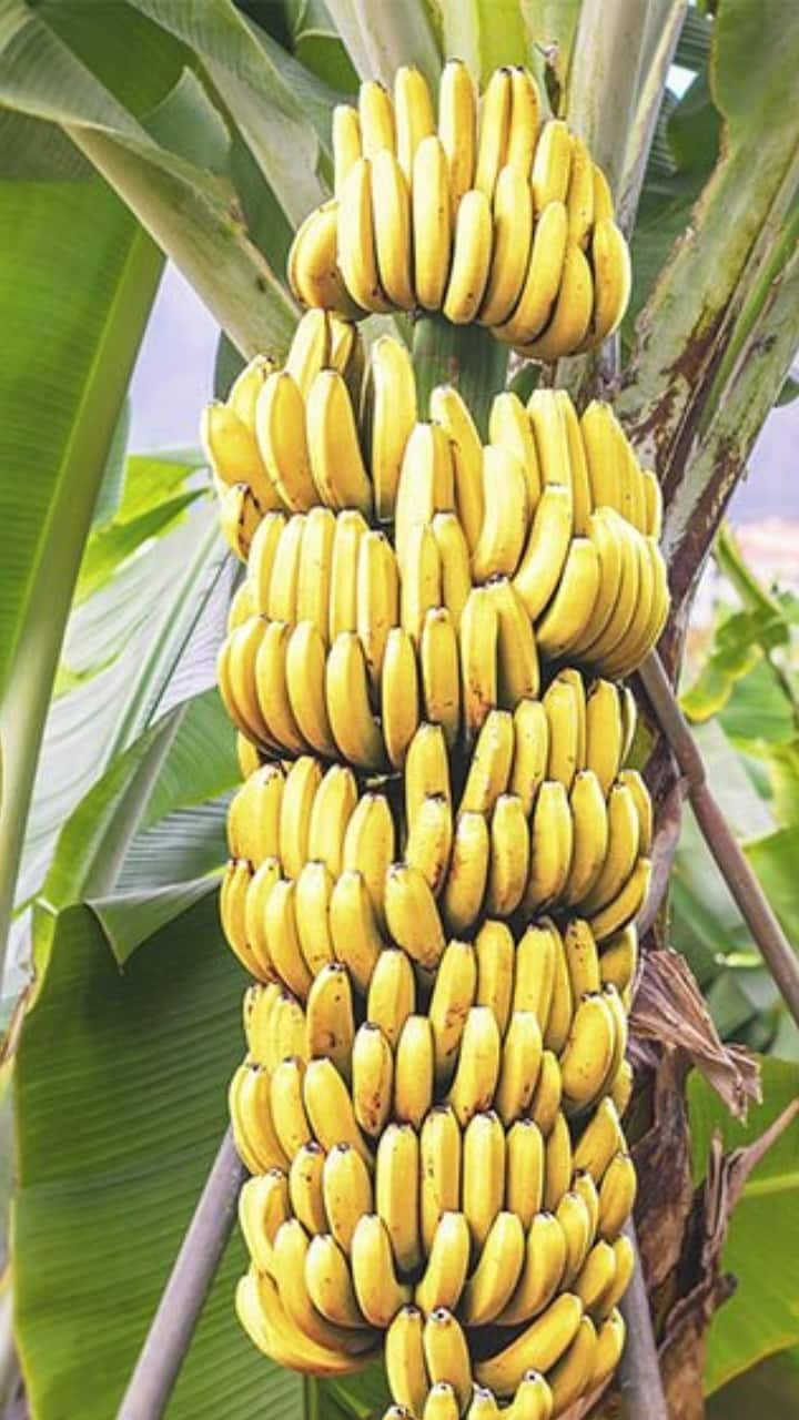 Guide To Grow Banana Plant At Home In A Pot ram