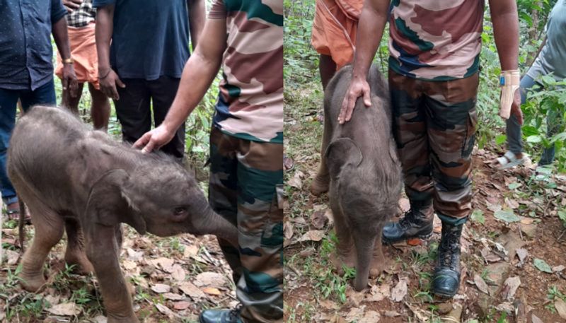 mother elephant missing new born baby elephant not well pathanamthitta SSM