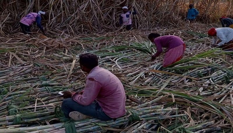 Sugarcane Harvest is Worry for Growers in Vijayapura grg 