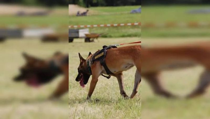 missing boy found by police dog leo in mumbai rlp