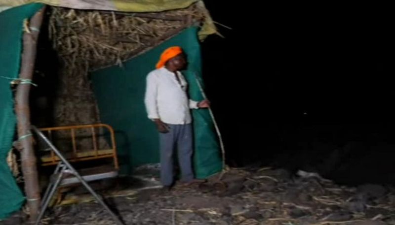 Farmers Tent For Protect Crop Amid Drought in Bagalkot grg 