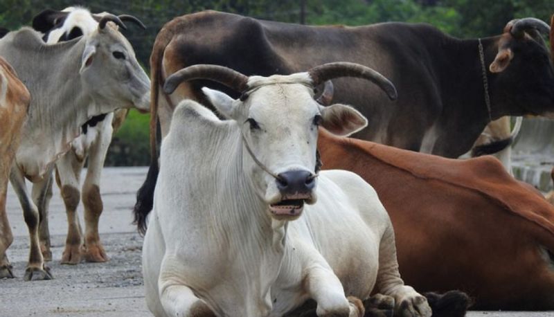 kerala cow
