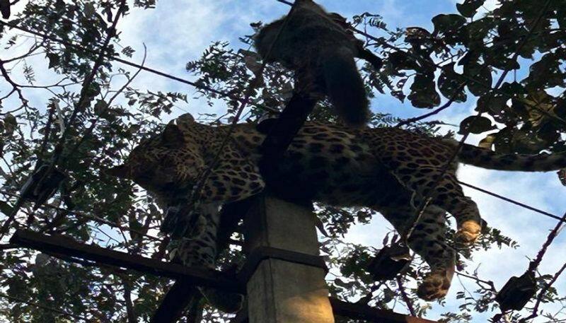 leopard rescued from compound wall in nilgiri district