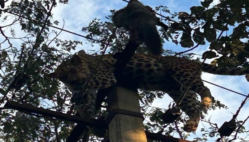 Leopard Dies Due to Hit by an Electric Wire at Sirsi in Uttara Kannada grg 