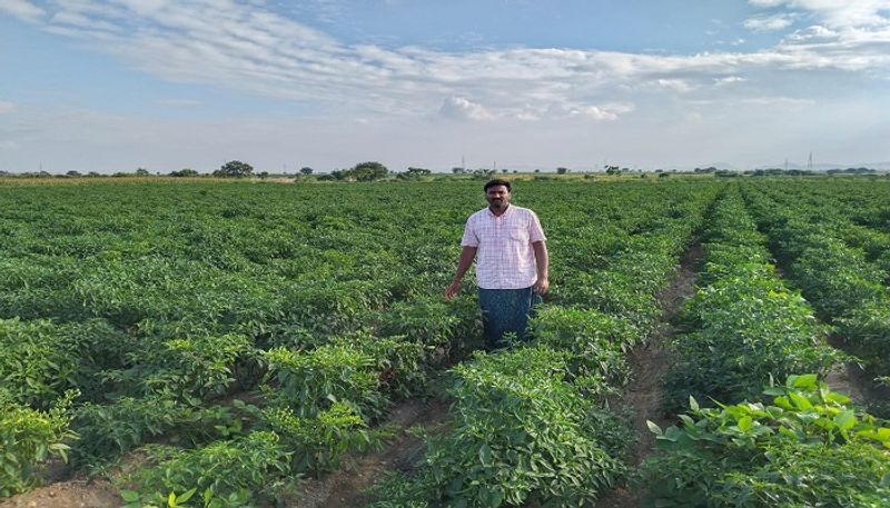 Farmers Faces Problems For Black Thrips Disease to Chili Crop in Ballari grg 