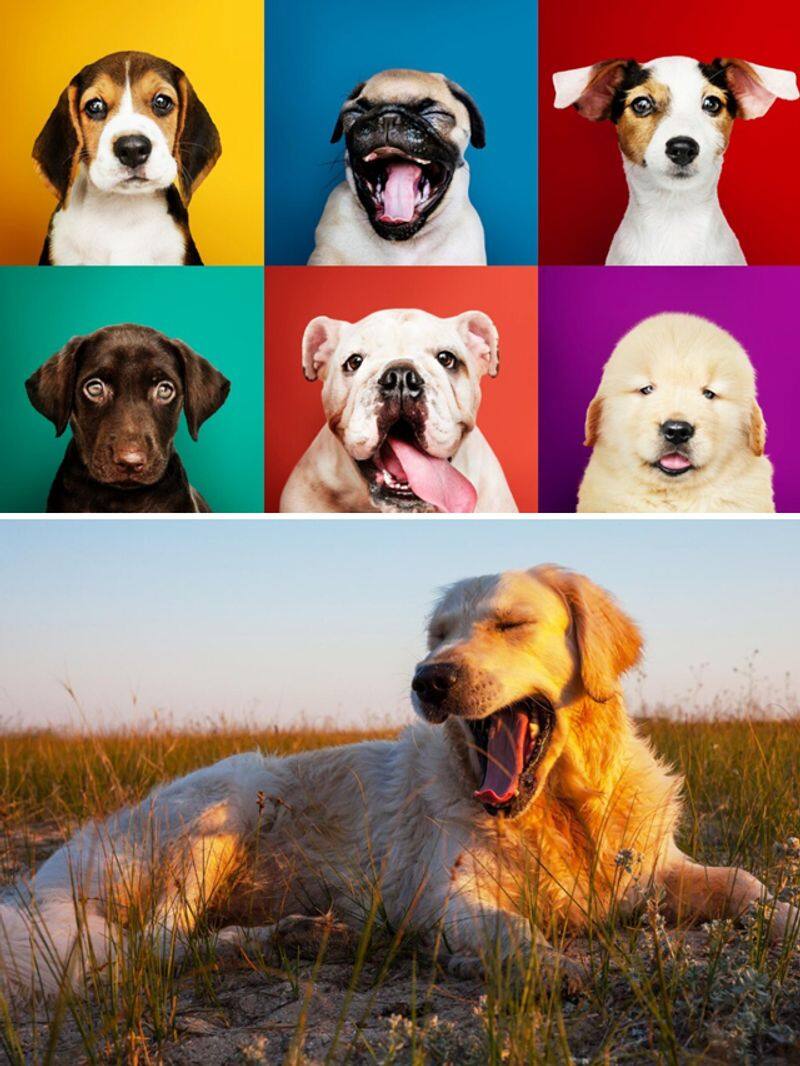 Golden Retriever to Labrador-7 best dog breeds for Indian weather RBA