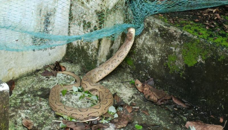 viper snake trapped in net of fish pond rescued after hours work in alappuzha etj