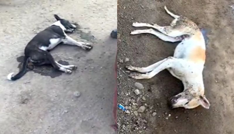 Over 20 dogs dead in Vijayapura after mass poisoning san