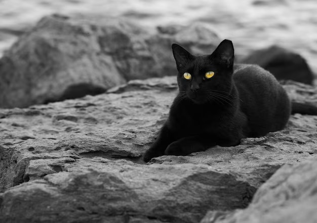 What astrology tells about black cat appearances bni 