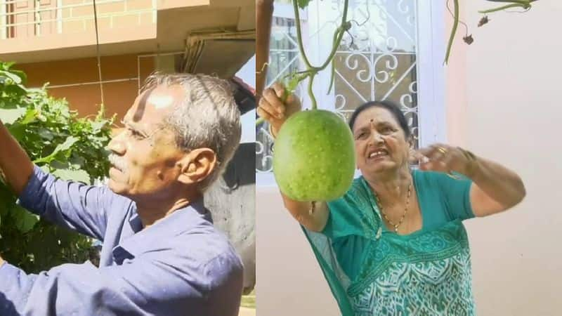 Vegetables are grown at home by an elderly couple in Kodagu gvd