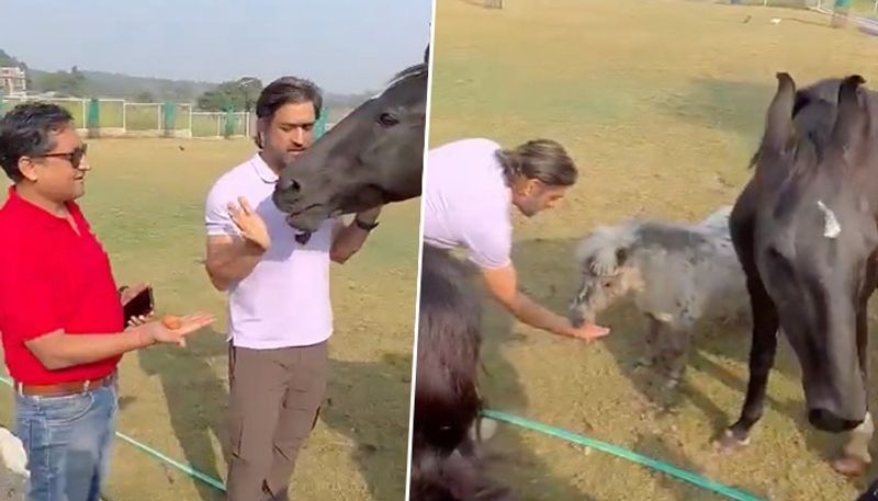 cricket Viral Video: Pet-lover MS Dhoni feeding horses takes the internet by storm (WATCH) osf