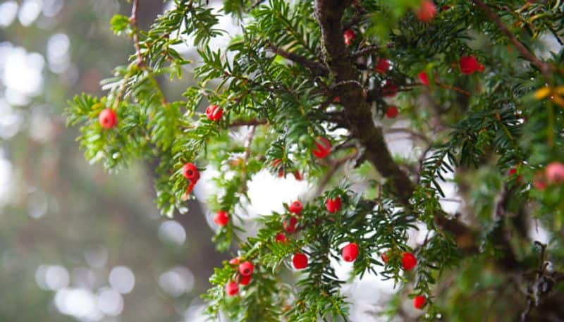 boy dies after eating poisonous berries during walk with his dad in a park due to poison from berry fruit etj