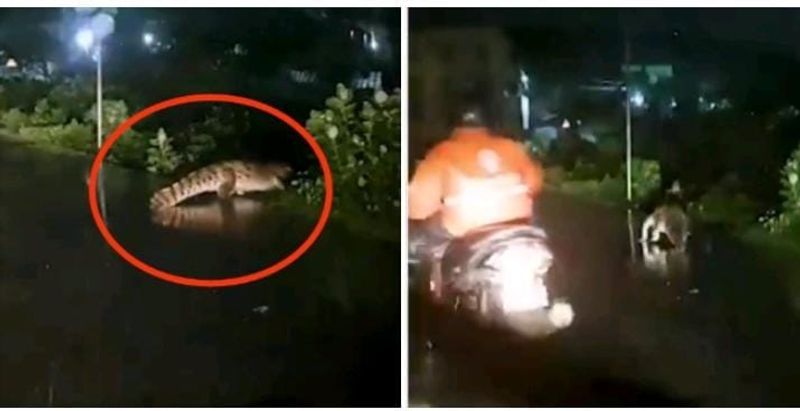 A video of a crocodile crossing the road in Chennai's Perungalathur has created a sensation KAK