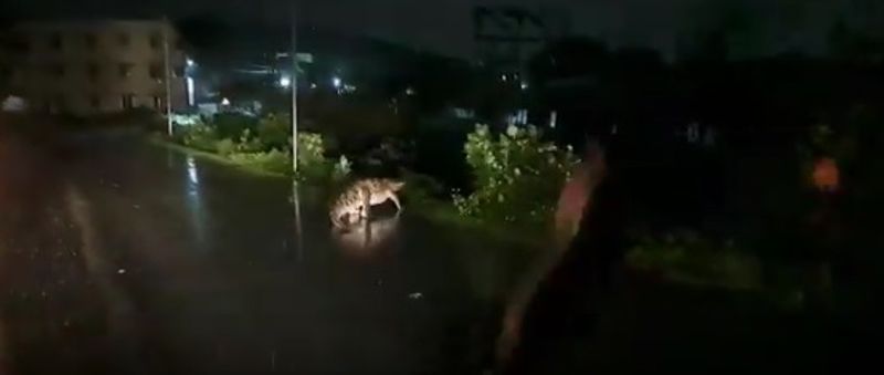 Crocodile in Perungalathur - Nedunkundram road in Chennai!!