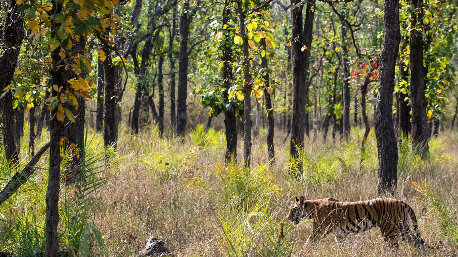 Wildlife 
