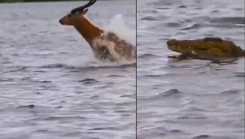 crocodile chasing deer in the river viral video rlp