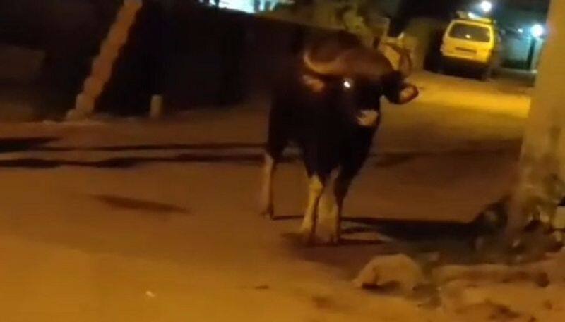 bison attack two wheeler at residential area in kodaikanal vel