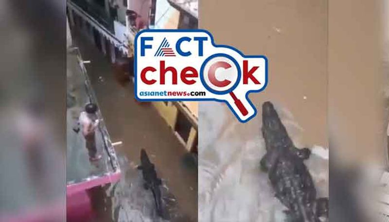 Cyclone Michaung Video of crocodile spotted in Chennai city is fake here is the fact check jje 