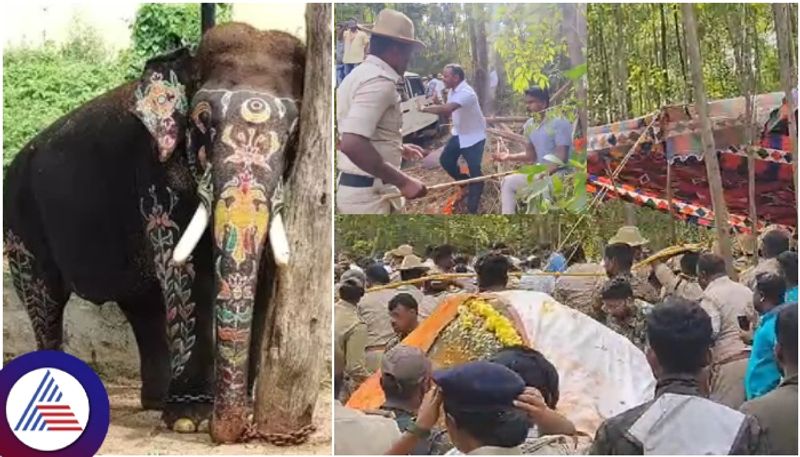 Mysuru dasara elephant arjuna funeral in sakleshpur at dammanakatte forest sat 