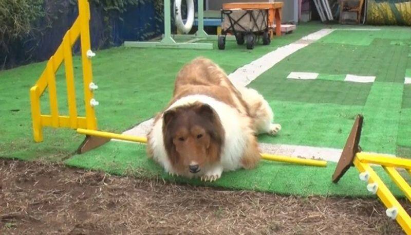 man considers himself as a dog fails in agility test